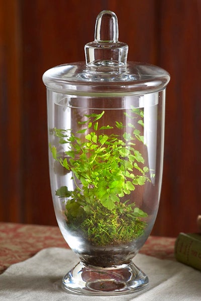 Grass Green Arrangement Enclosed in Clear Vase