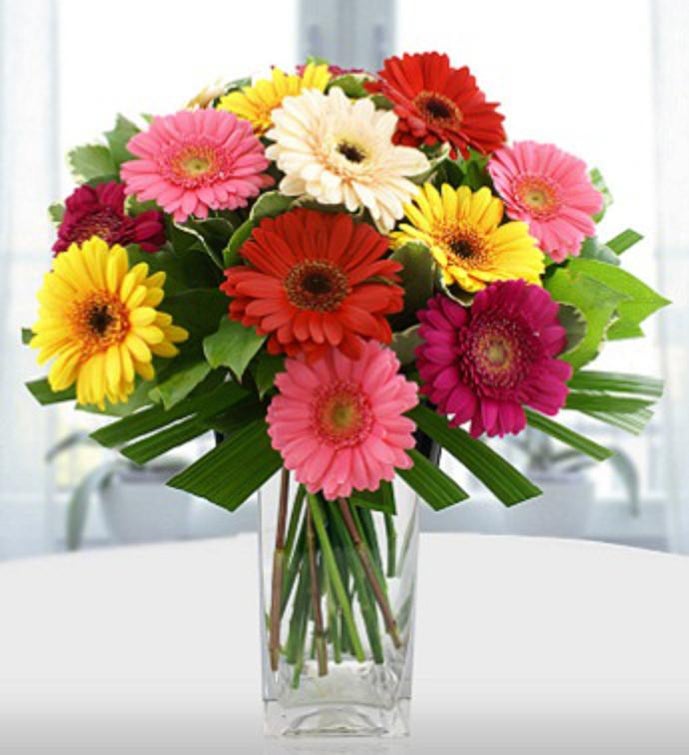 Just Gerberas