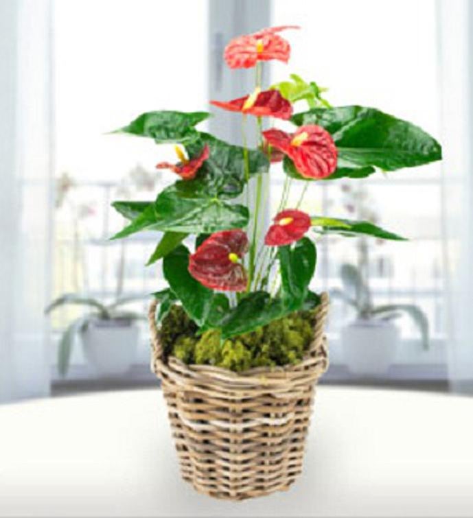 Anthurium Plant