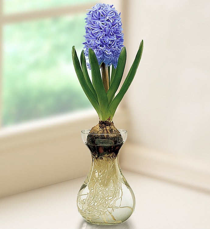 Blue Hyacinth in Bulb Vase