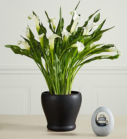 Sophisticated White Calla Lily