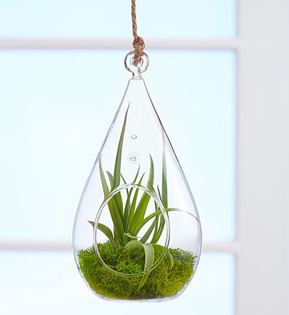 Airplant Terrarium