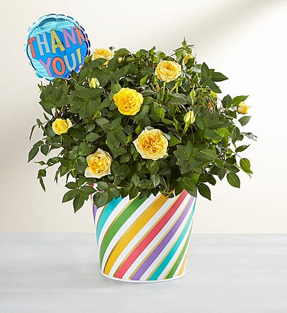 Thank You Rose Plant