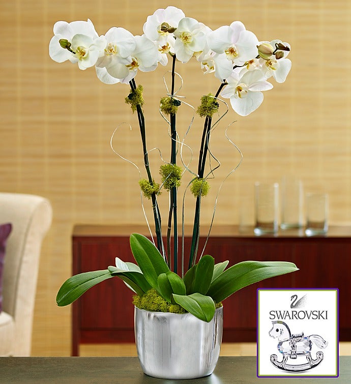 Swarovski® Phalaenopsis Orchid