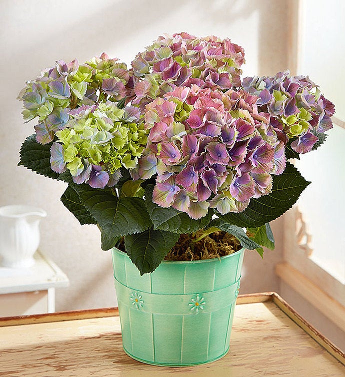 Easter Egg Hydrangea Large Teal Tin