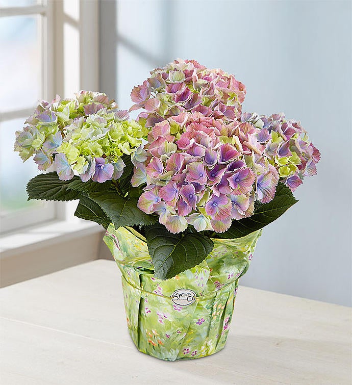 Easter Egg Hydrangea Large Wrap