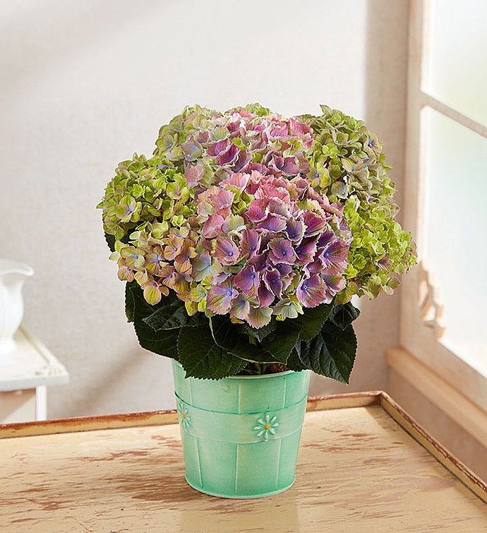 Easter Egg Hydrangea Small Teal Tin