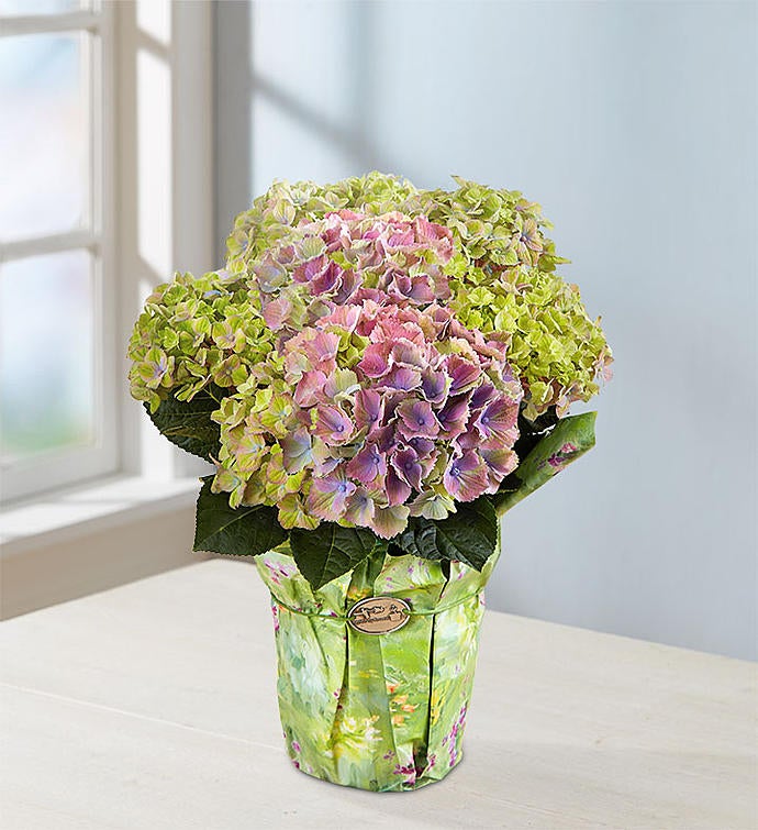 Easter Egg Hydrangea Small Wrap