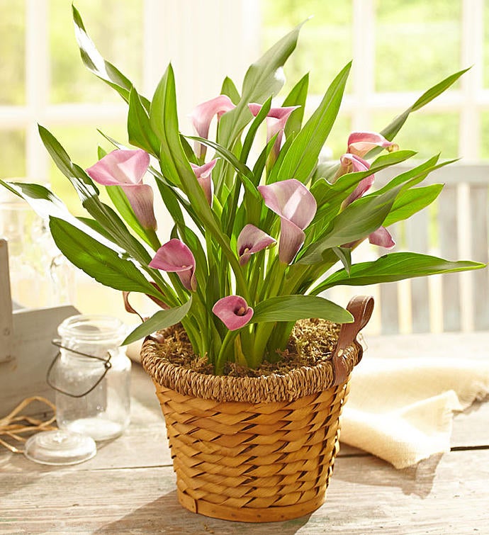 June's Bulb of the Month