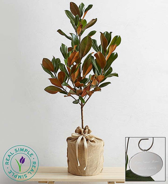 Magnolia Tree by Real Simple®