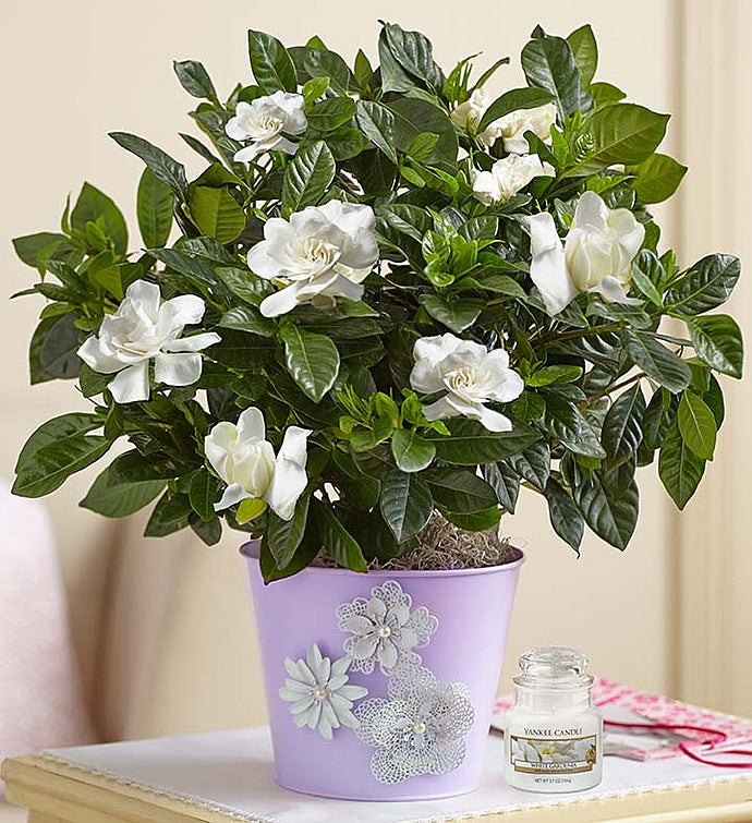 Graceful Gardenia for Mom