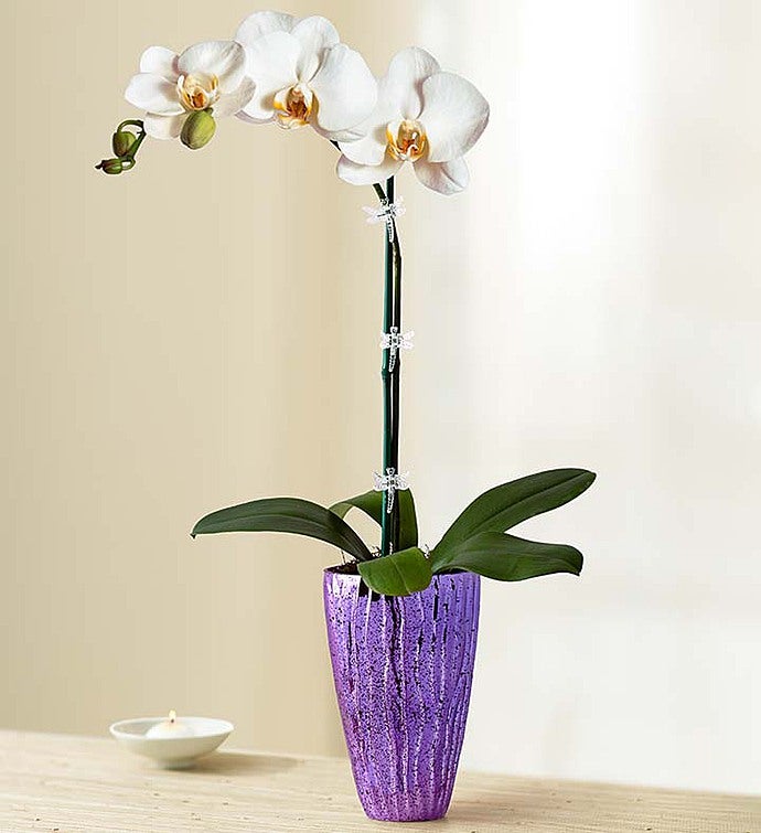 Sensational Orchid