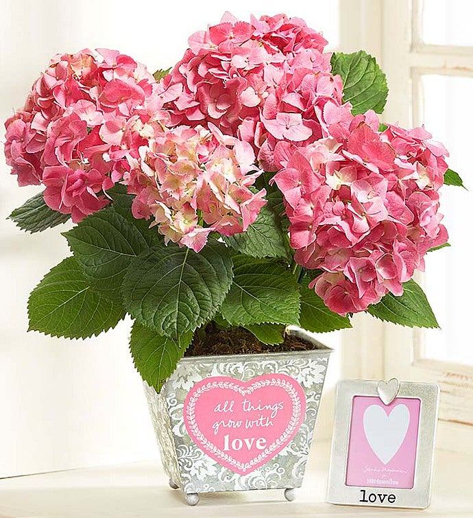 All Things Grow With Love Hydrangea