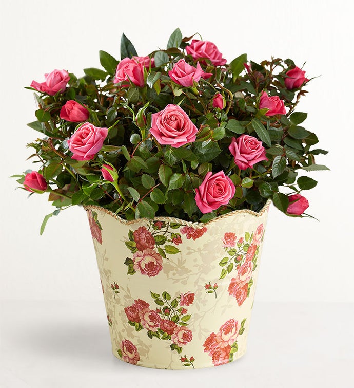 Plant of the Month Club