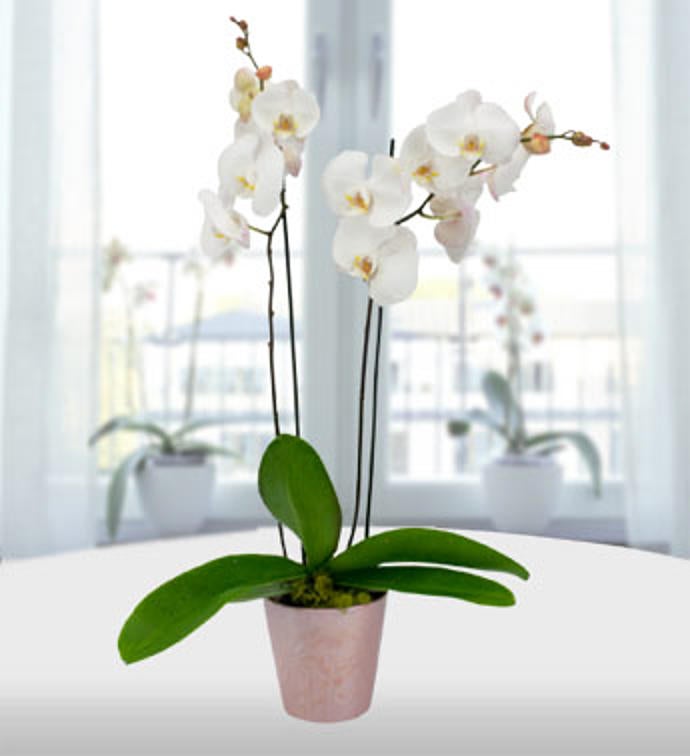 White Orchid