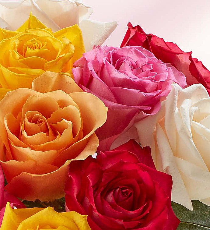 Congratulations Assorted Roses: 12-24 Stems