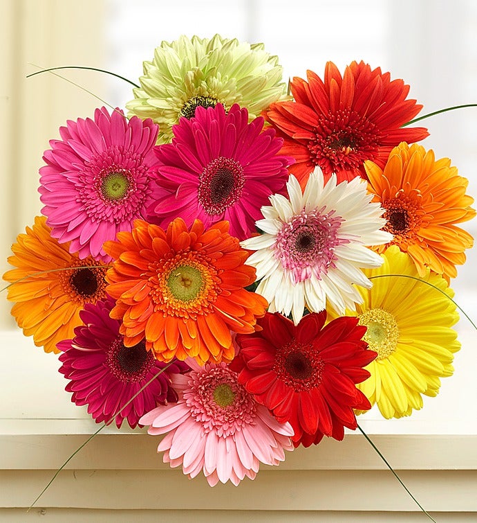 Happy Gerbera Daisies, 12 Stems, Bouquet Only