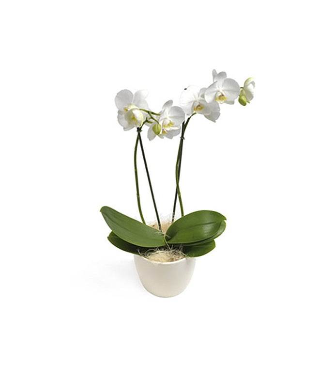 Most Wanted White Phalaenopsis Orchid