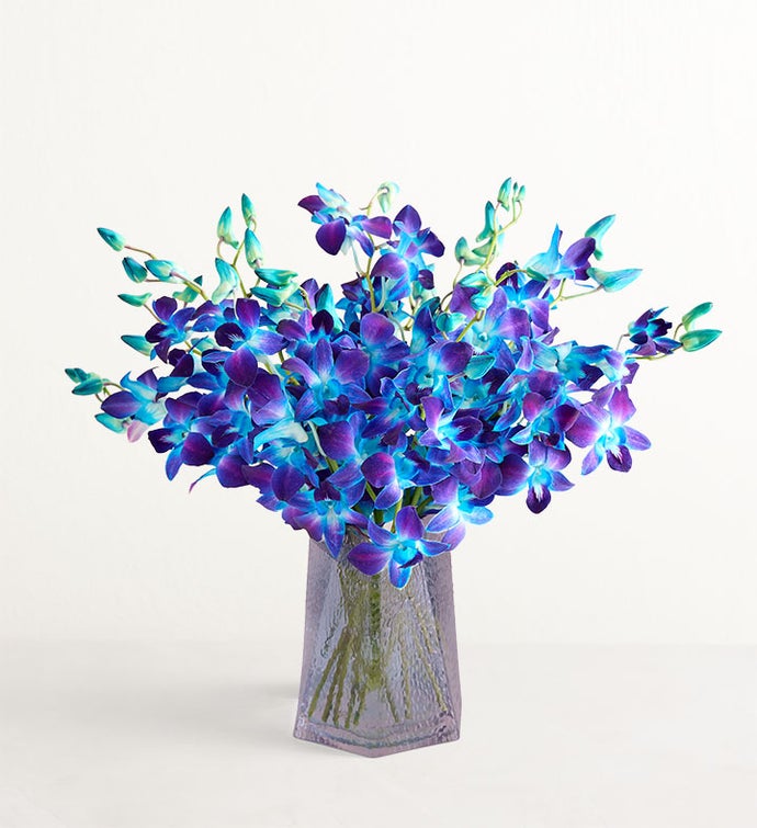 Ocean Breeze Orchids