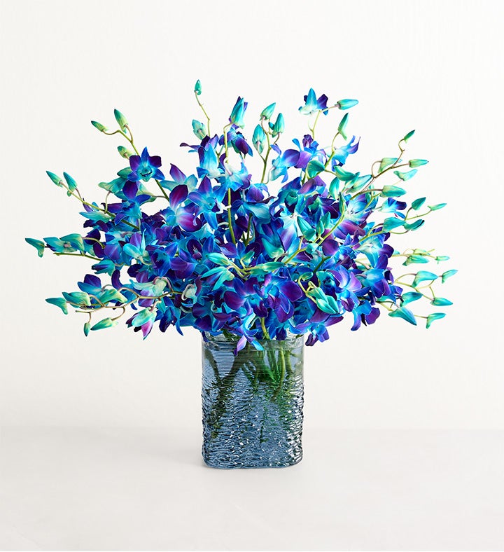 Ocean Breeze Orchids