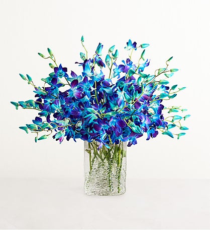 Ocean Breeze Orchids