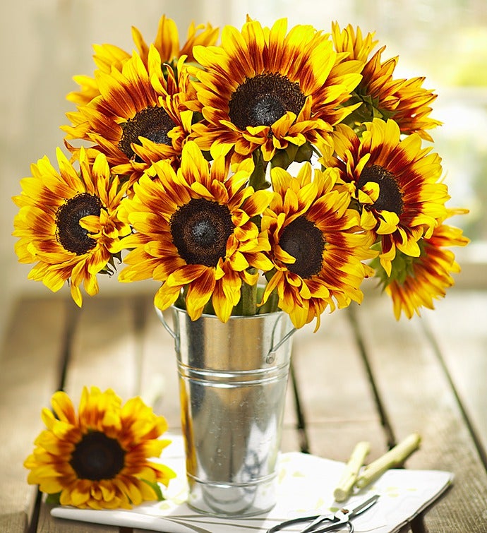 Mahogany Sunflowers