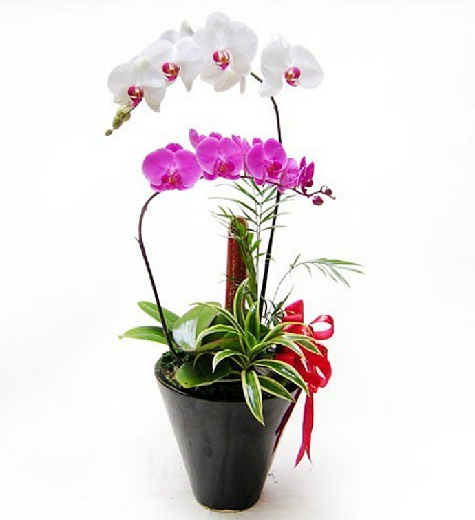 Double Pleasure Orchids