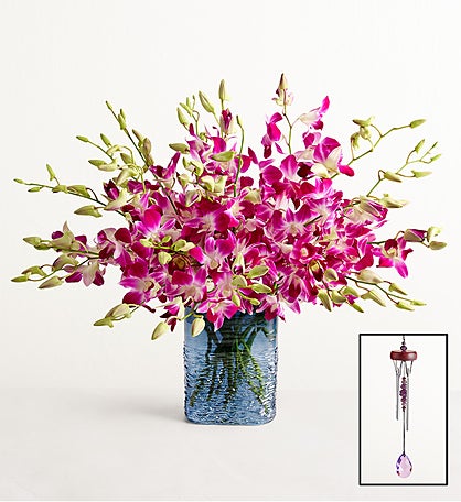 Exotic Breeze™ Orchids