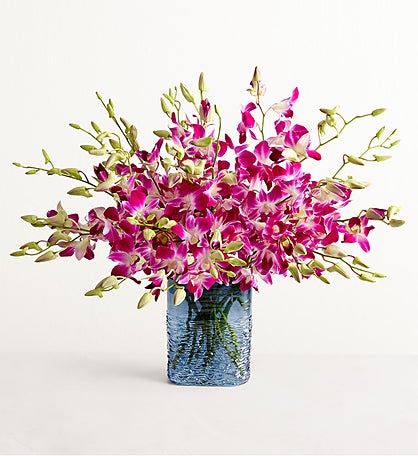 Exotic Breeze™ Orchids
