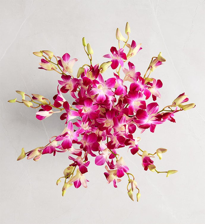 Exotic fresh Breeze™ Orchids