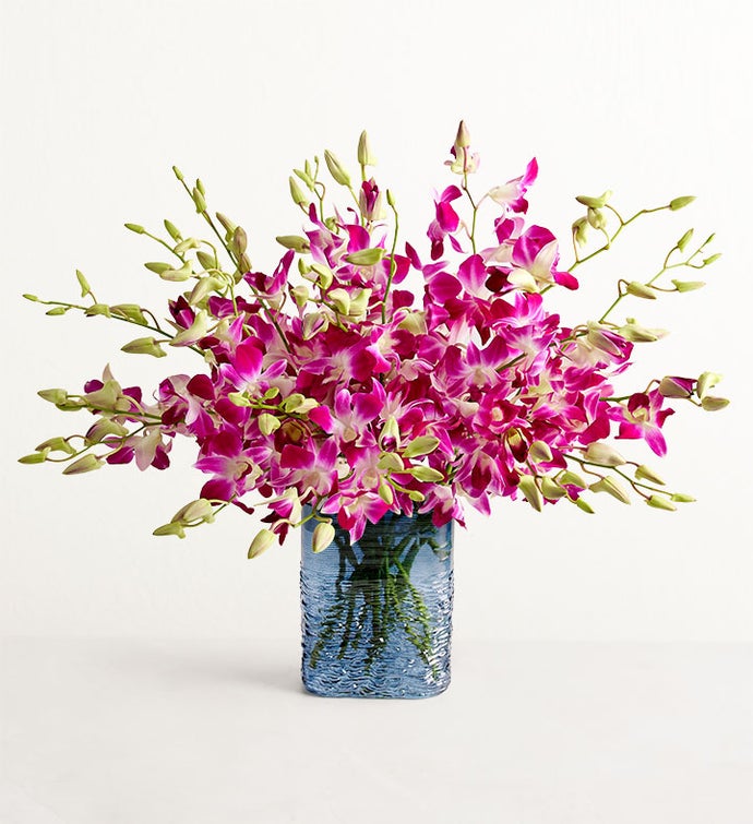 Sympathy Orchids