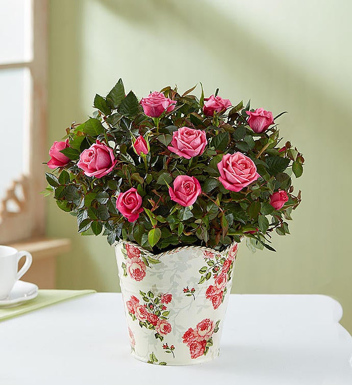 In Loving Memory Classic Rose Plant