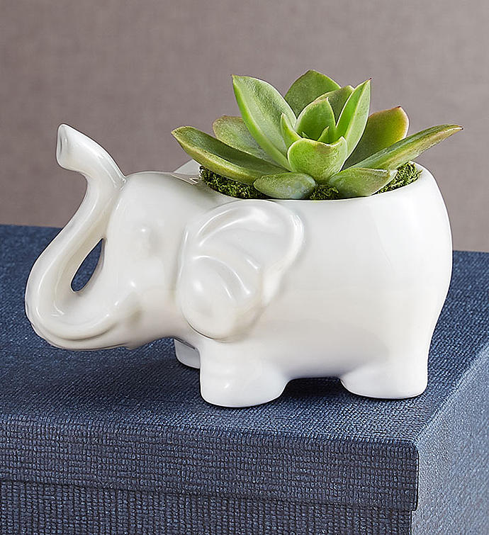 Safari Animal Succulents