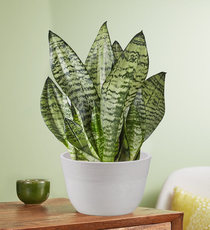 Snake Plant Sansevieria