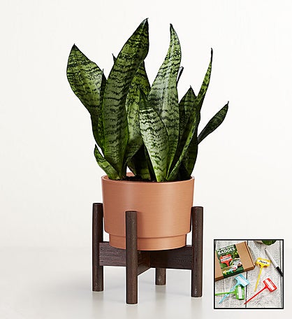 Snake Plant (Sansevieria)