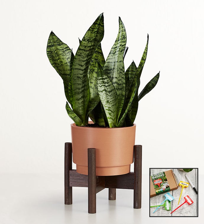 Snake Plant Sansevieria