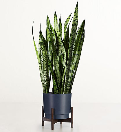 Snake Floor Plant (Sansevieria)