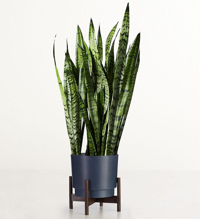 Snake Floor Plant Sansevieria