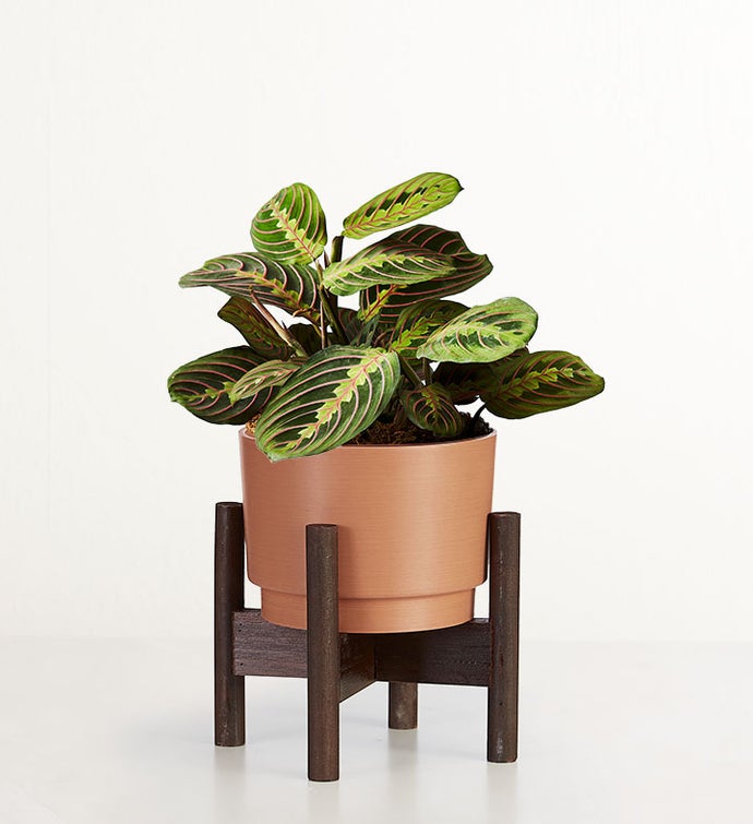 Red Maranta Prayer Plant