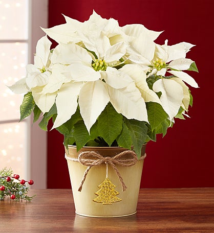 Silent Night White Poinsettia