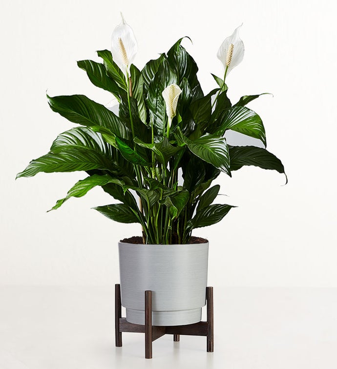 Calming Peace Lily Floor Plant
