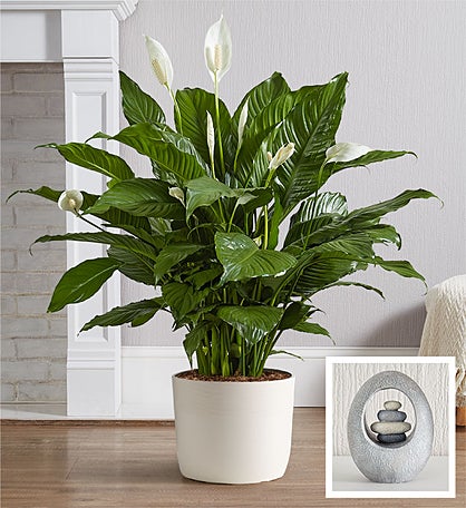 Calming Peace Lily Floor Plant