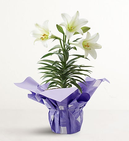 Easter Blessings Lily