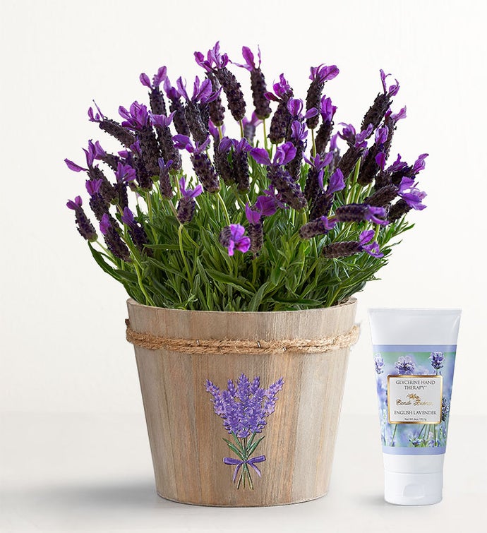 Lovely Lavender Plant