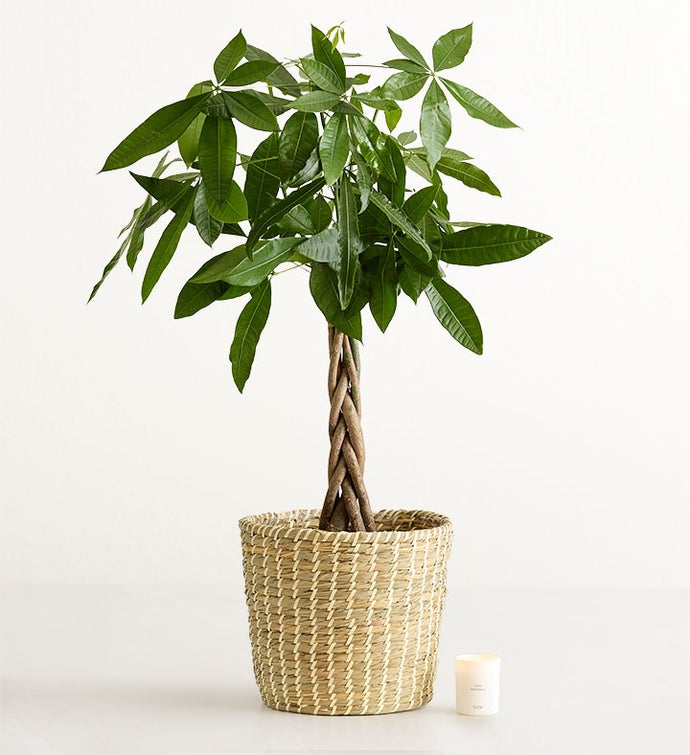 Money Tree