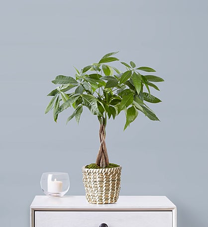 Remembrance Tree for Sympathy