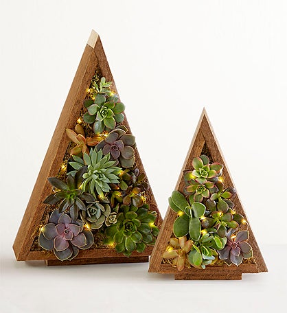 Spectacular Succulent Tree