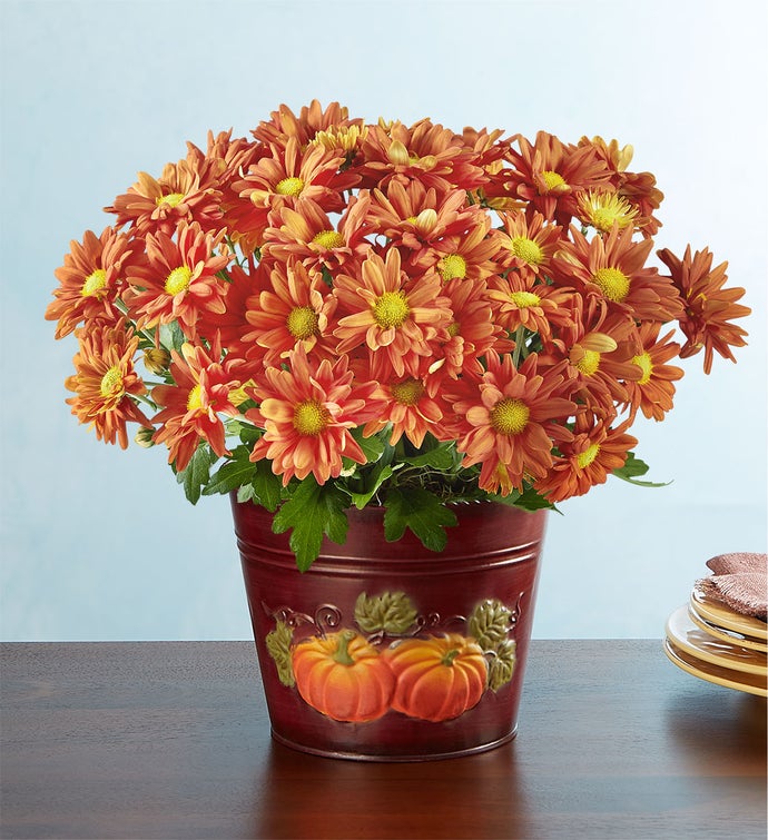Autumn Harvest Orange Mum
