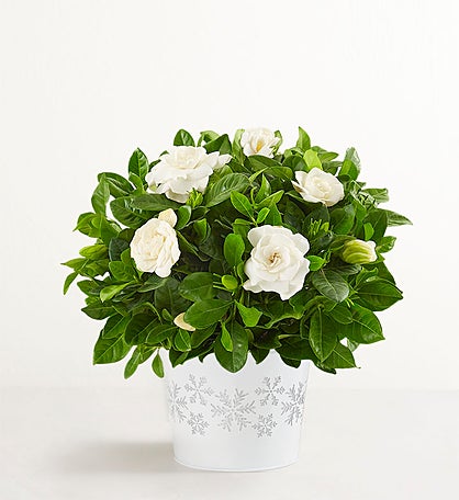 White Winter Gardenia Plant