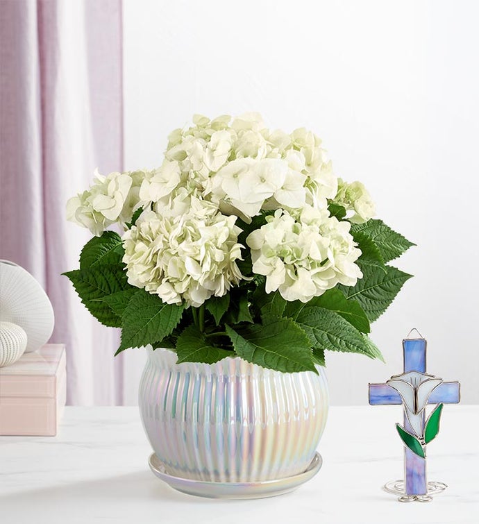 Treasured Memories Hydrangea